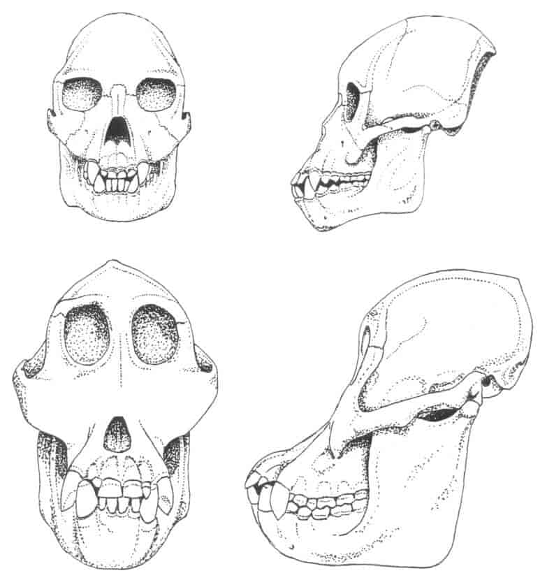 Rekonstruksjoner av kranier av den tidlige menneskeapen Proconsul (øverst) og orangutangslektningen Sivapithecus