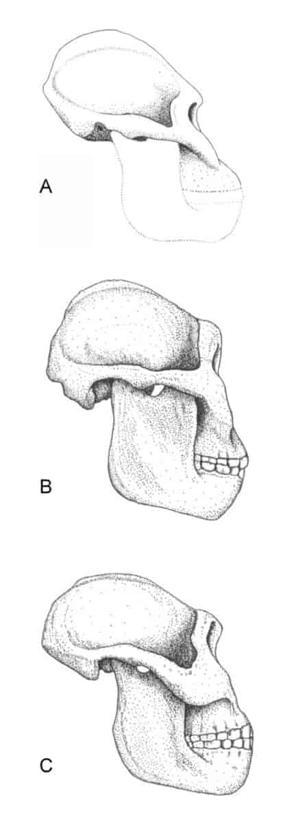Robuste australopitheciner