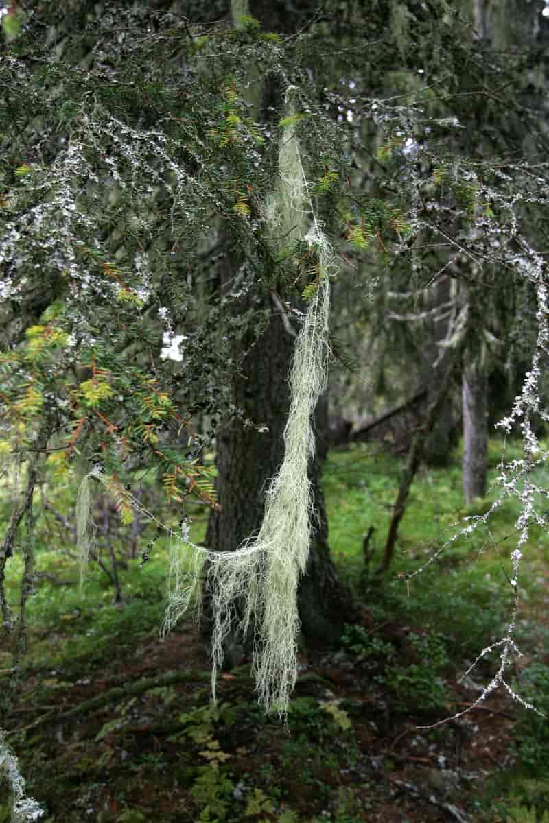 Gubbeskjegg (Alectoria sarmentosa) i gammel granskog