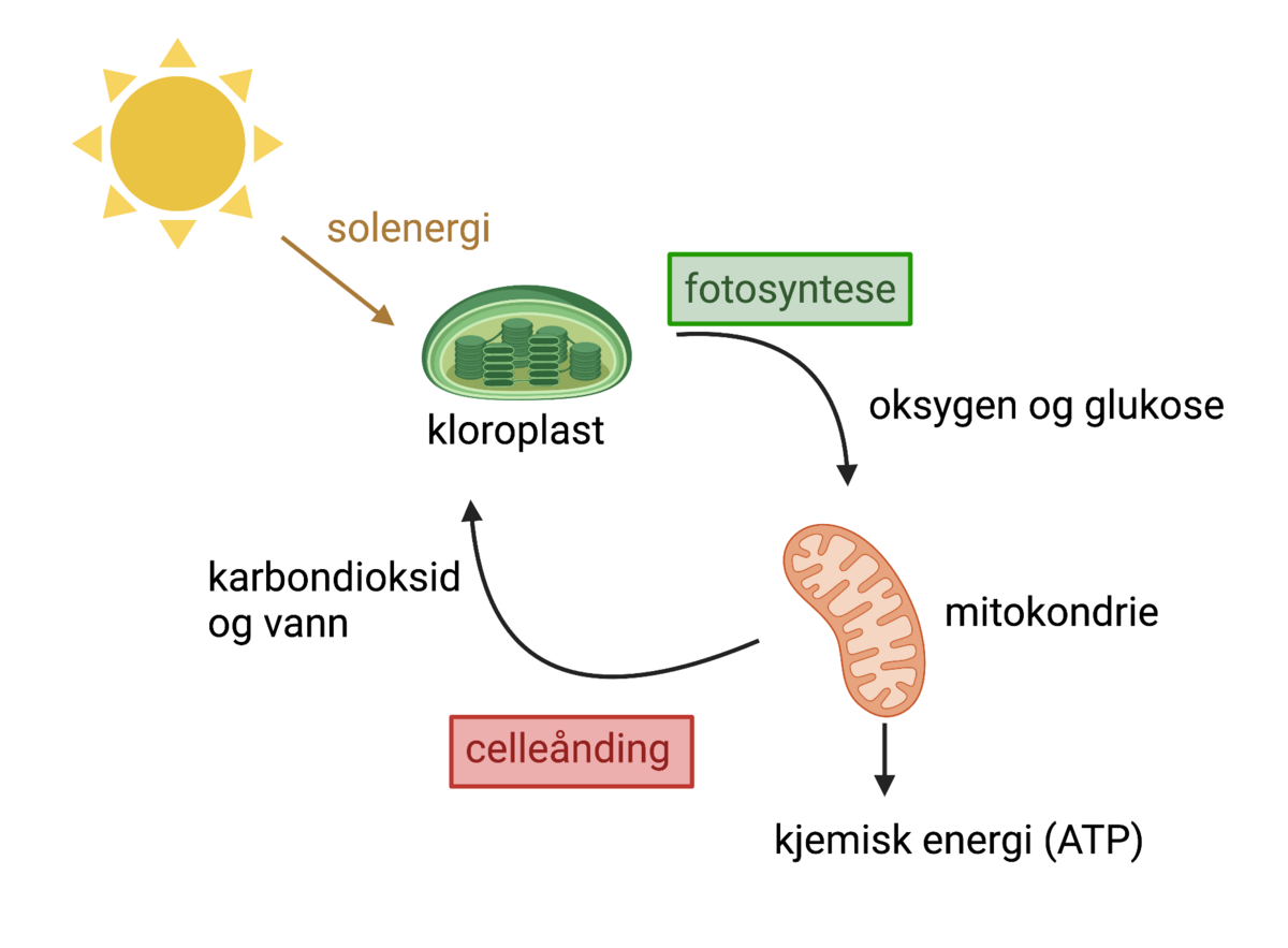 Celleånding og fotosyntese