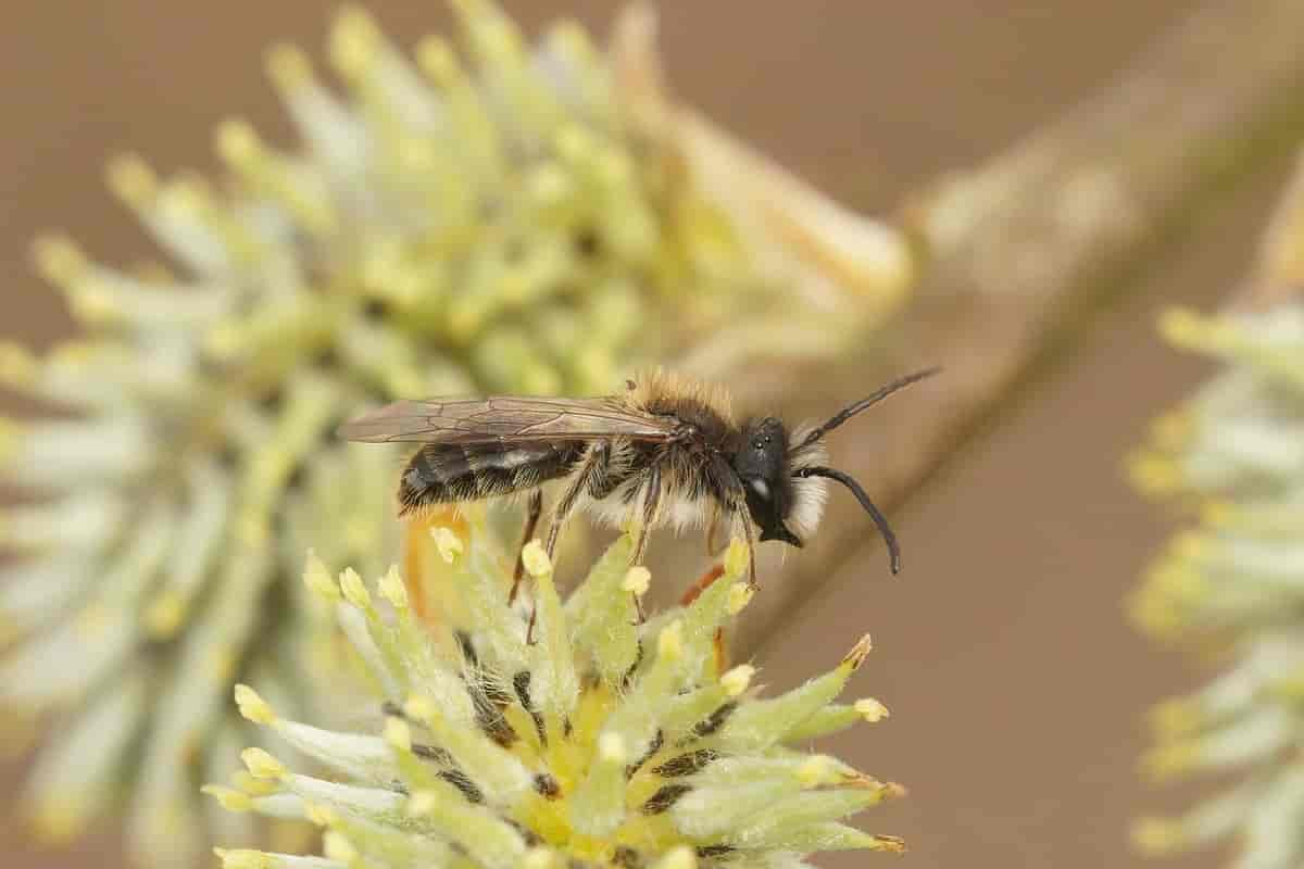 Andrena praecox hann