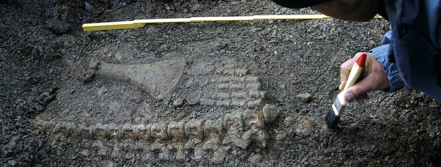 Fossil av svaneøgle på Svalbard. Størrelsen på fossilen tyder på at øglen kan ha vært hele ti meter lang