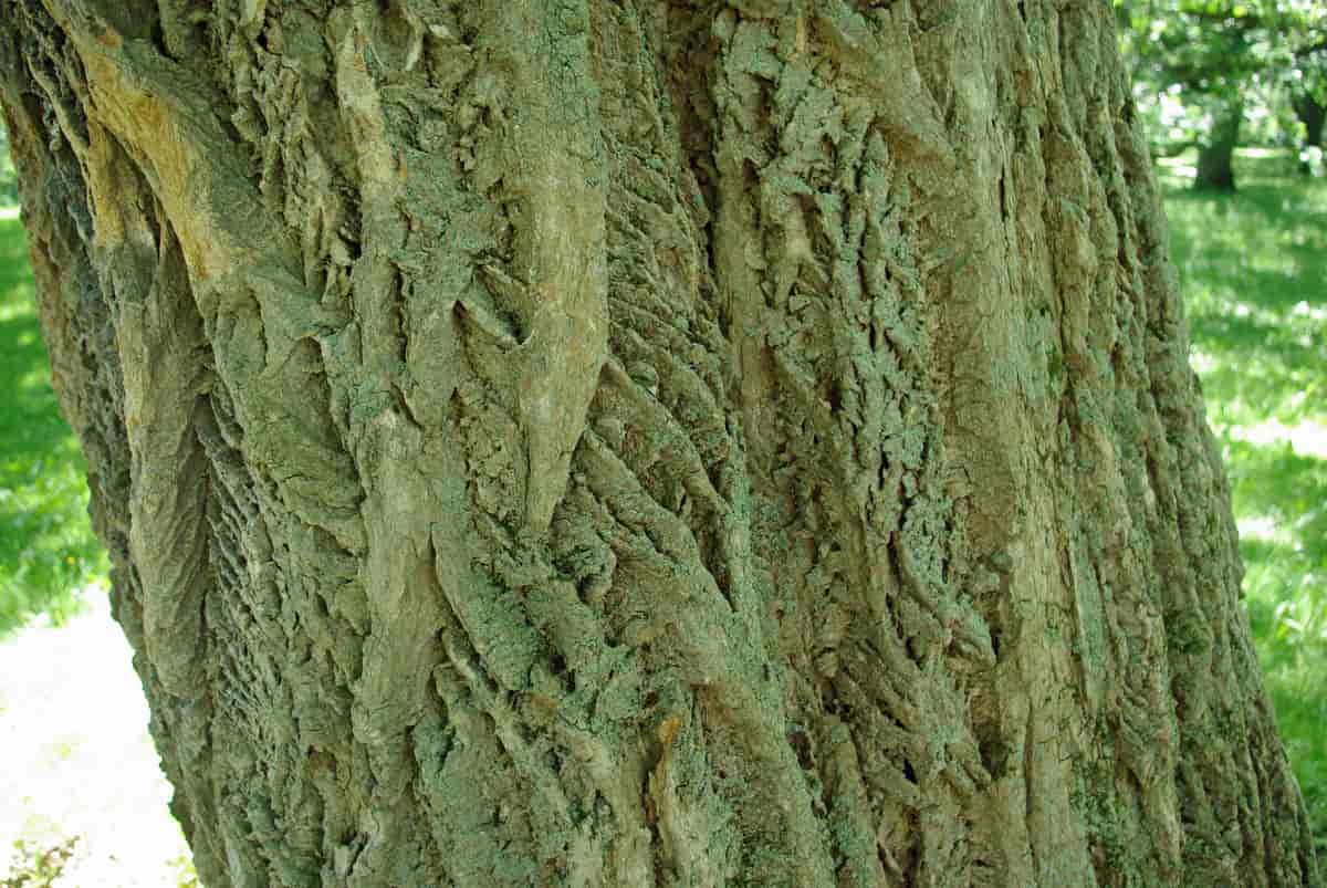 Amurkorktre (Phellodendron amurense) bark