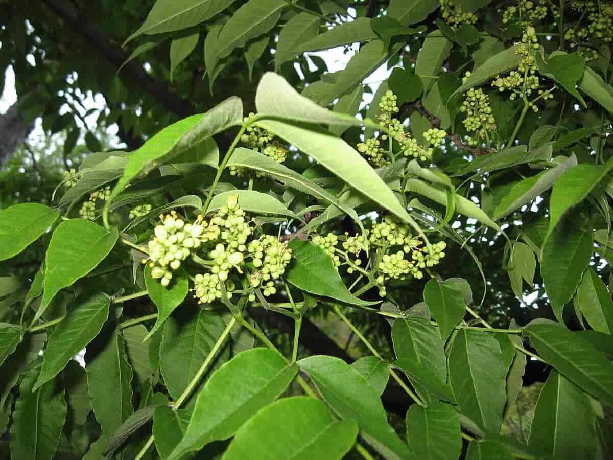 Amurkorktre (Phellodendron amurense) 