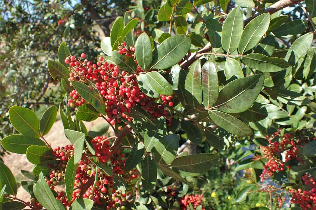 terpentintre (Pistacia terebinthus)