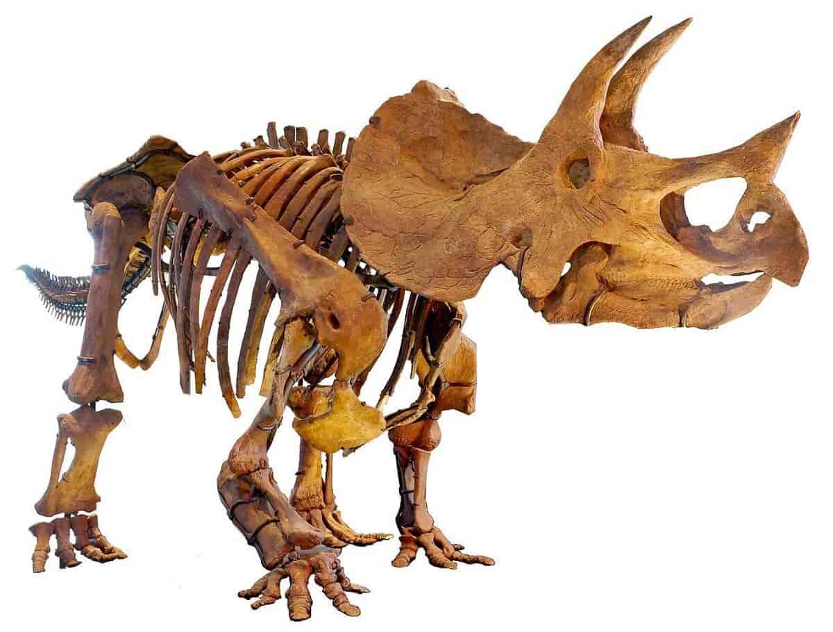 Skjelett av en dinosaur som står på fire bein med knokler ut i tærne. Kroppen har flere ribbein. Hodet er stort med ett horn på nesa, to horn på toppen og en krage av bein i nakken. Foto