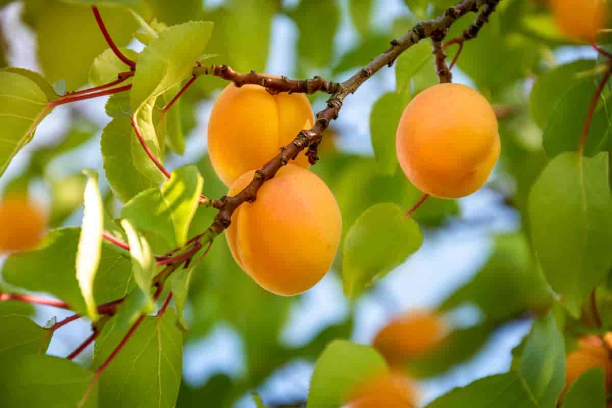 Aprikosfrukter på aprikostreet.