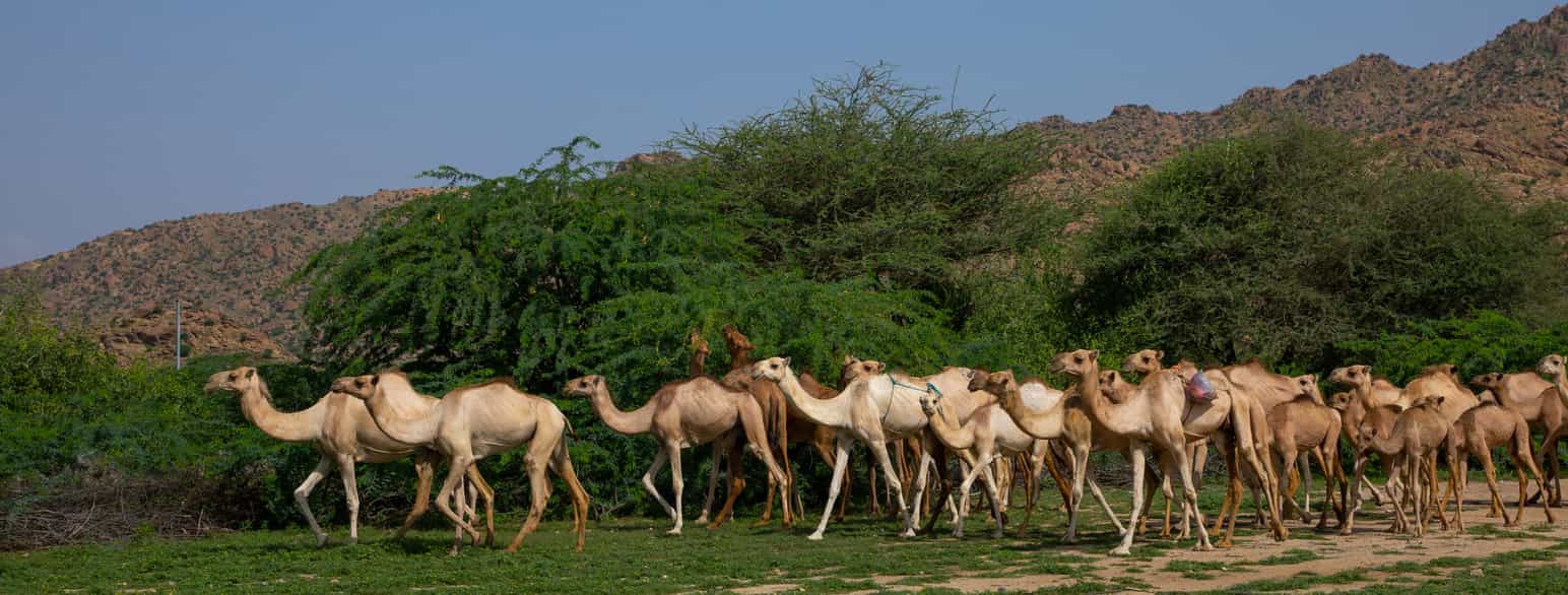 En flokk kameler i Agordat i Eritrea. Kamel er landets nasjonaldyr.