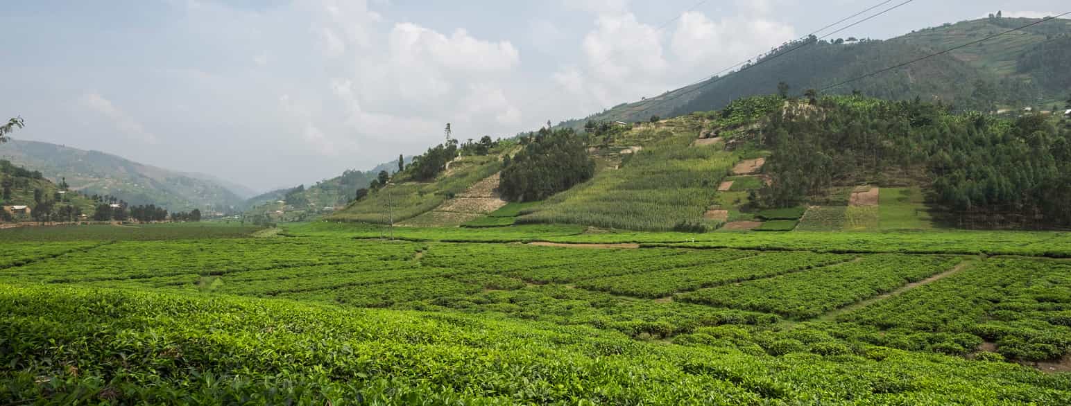 Marker med te i Byumba. Rwanda tjener blant annet penger på å selge te til andre land