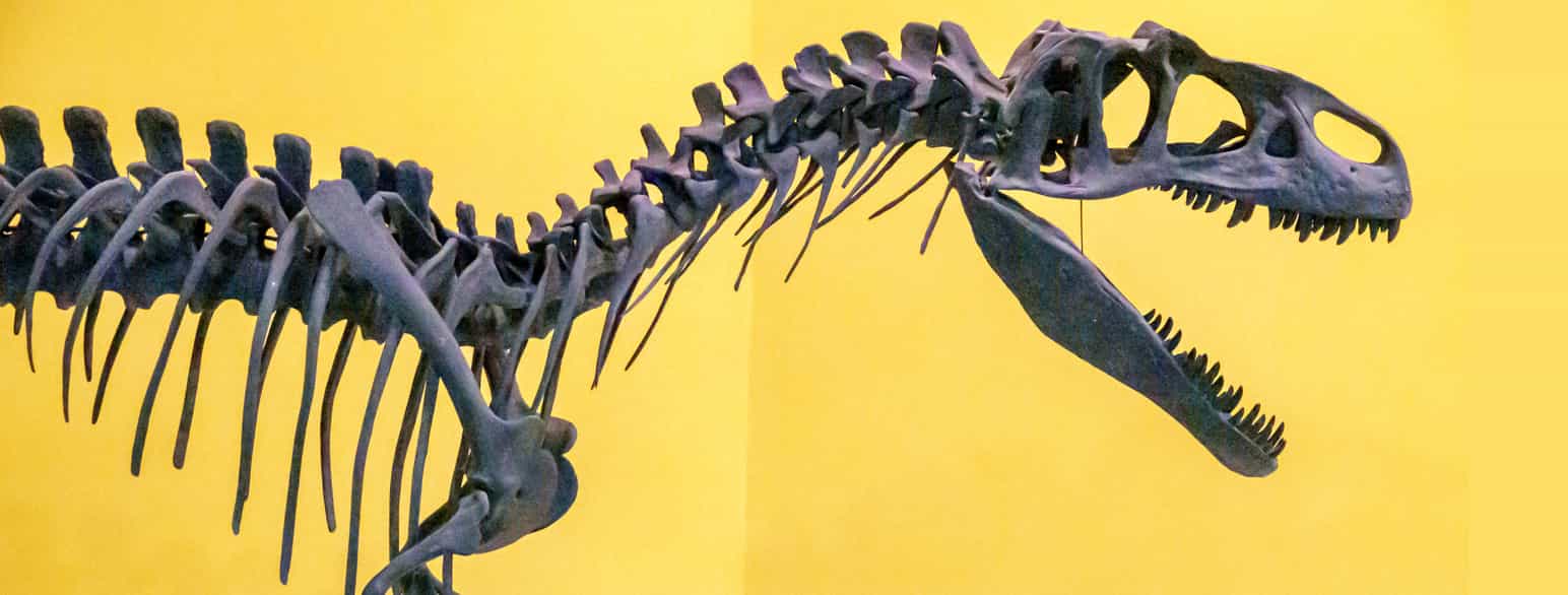 Fossilt skjelett av en Allosaurus stilt ut i et naturhistorisk museum i Valencia i Spania