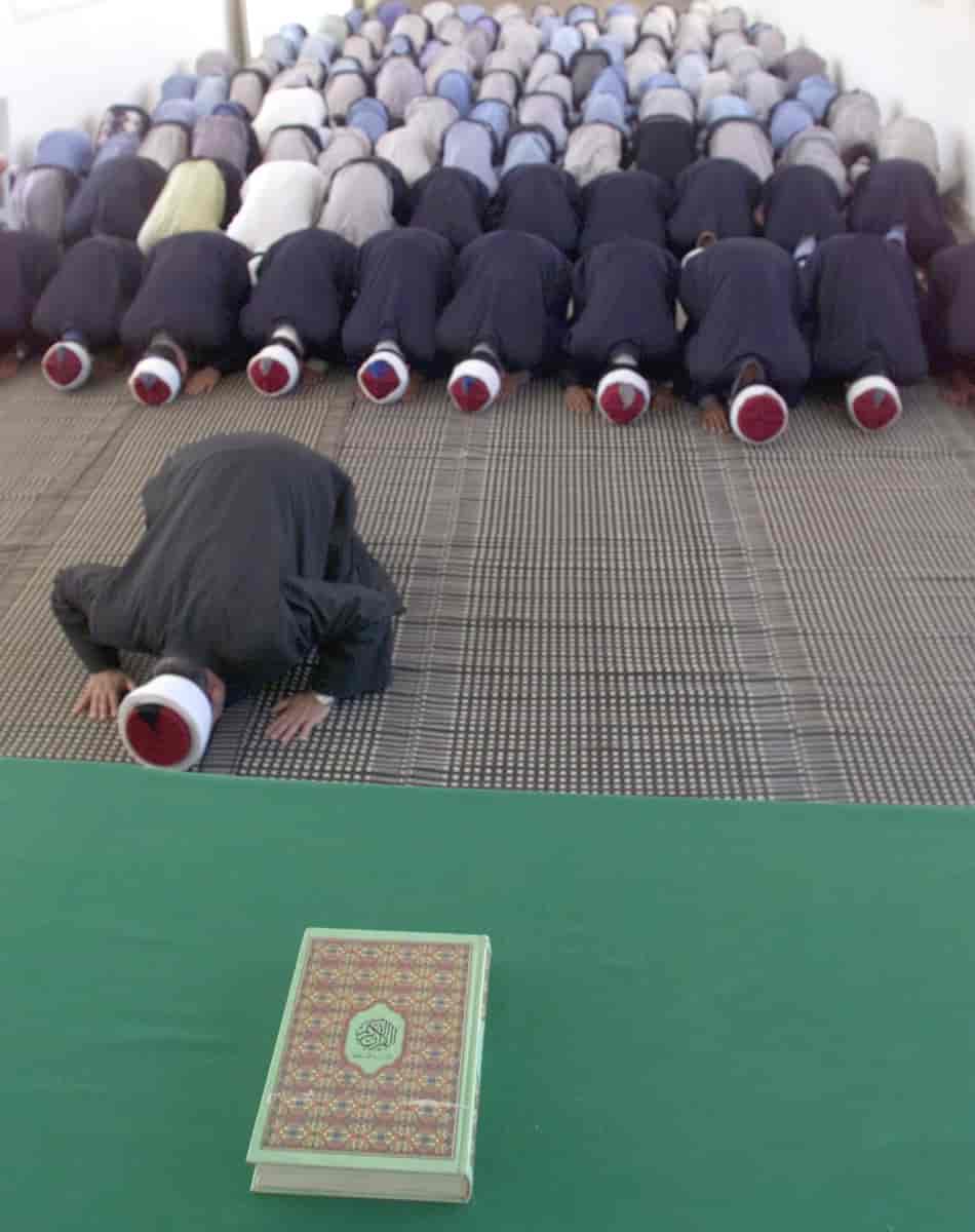 Fotografi av menn som ber. De kneler på gulvet og legger pannen og håndflatene mot gulvet. En mann kneler foran, og mange andre menn kneler bak ham. Foran den forresten mannen ligger det en Koran på et bord. 