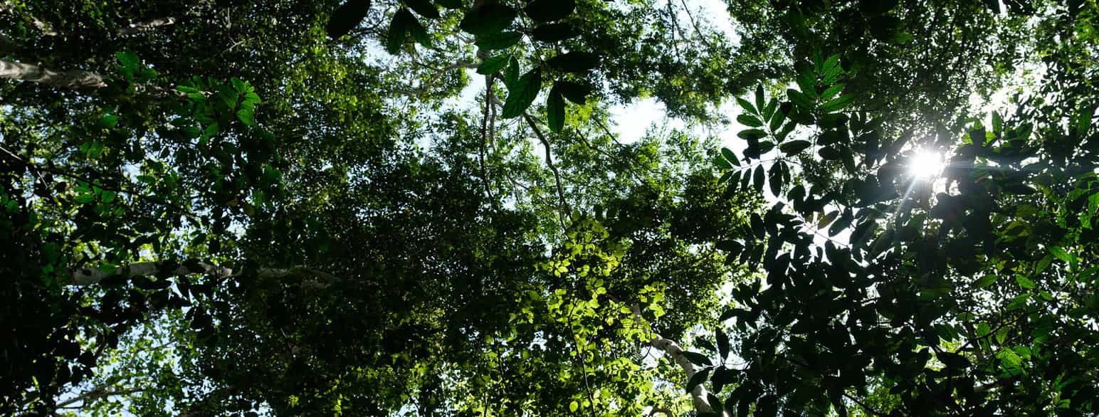 Trær i regnskog i Najjembe, øst i Uganda