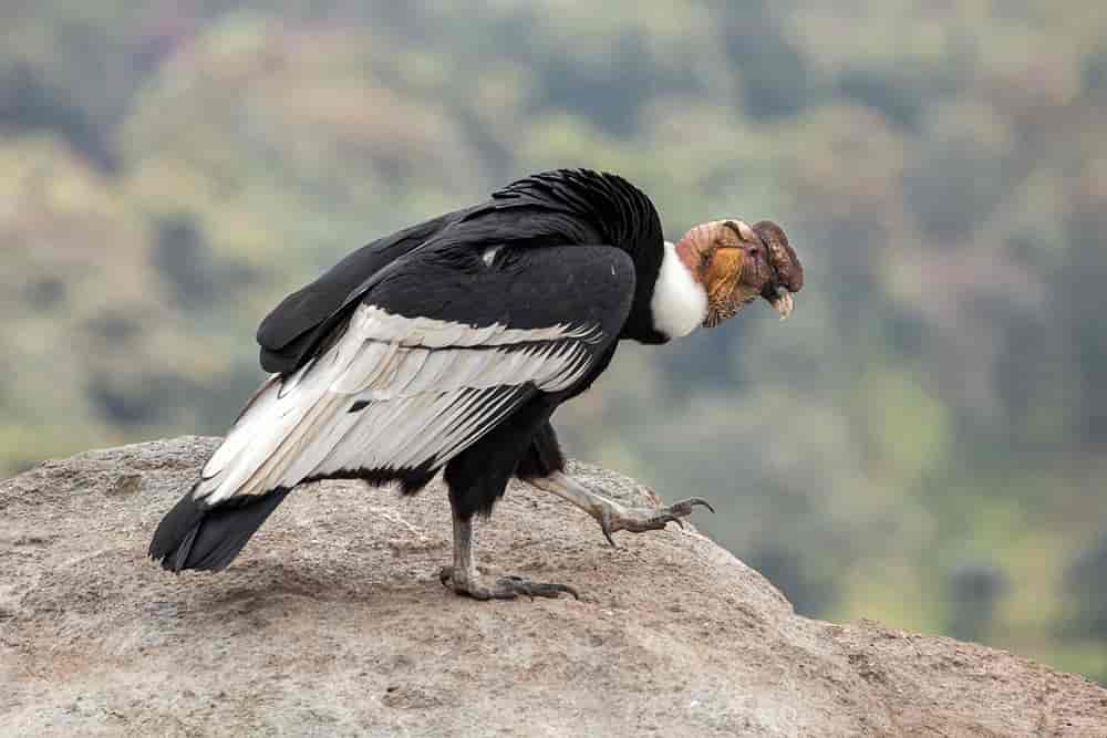 En svart og hvit fugl står på et berg. Foto.