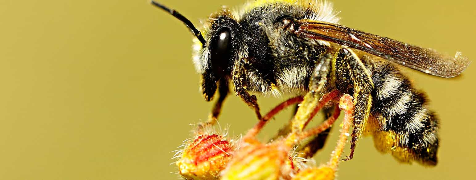 Hunner av solitære buksamlerbier samler pollen på buken.
