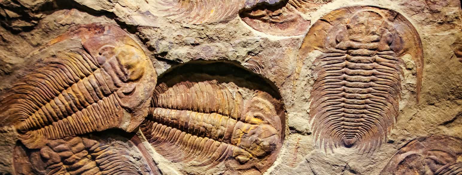 Fotografi av fossiler. Det ser ut som avtrykk i stein av ovale figurer med mange tverrstriper på.