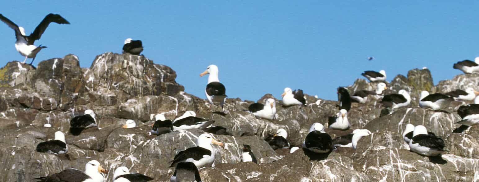 Albatrosskoloni