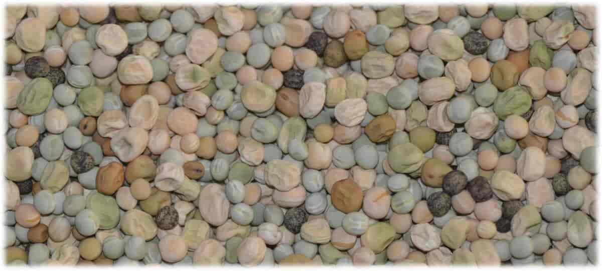 Varianter av erter (Pisum sativum)