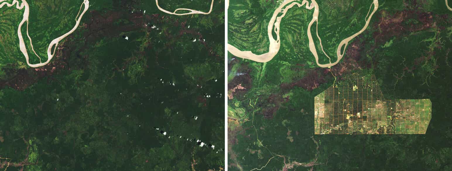 Avskoging, Papua (Indonesia)