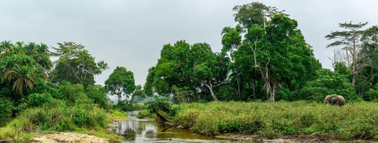 En grønn skog med løvtrær, busker og høyt gress. Midt i bildet er det en liten elv på elvebredden til høyre står en elefant halvt skjult av gress og busker. Foto