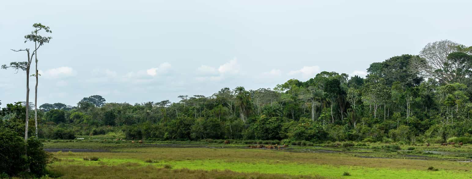 Nasjonalparken Odzala-Kokua i Republikken Kongo