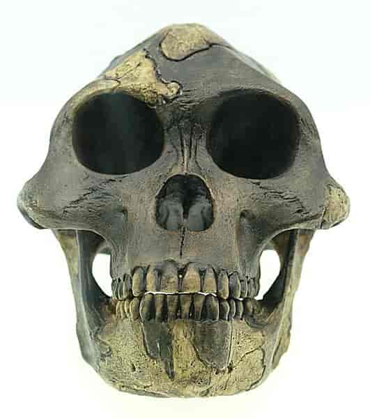 Lucy, Australopithecus afarensis
