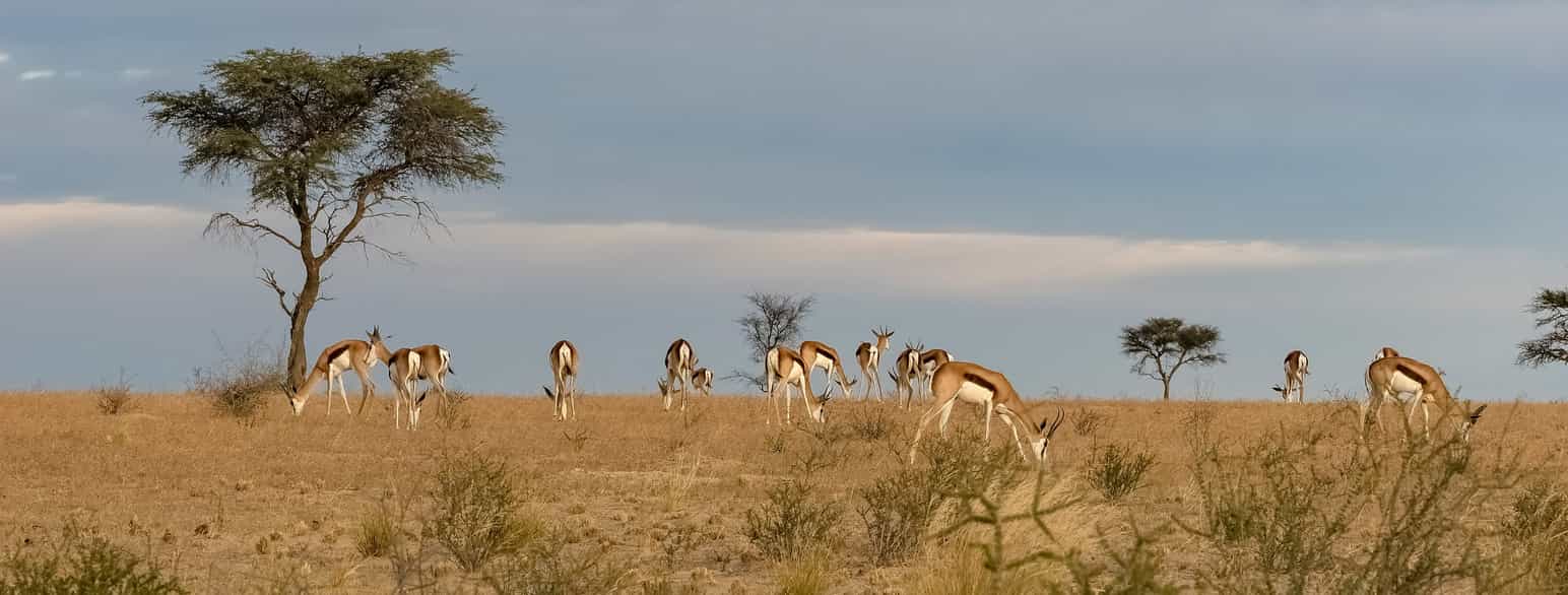 Springbukk er Sør-Afrikas nasjonaldyr. Her i Kgalagadi Transfrontier Park