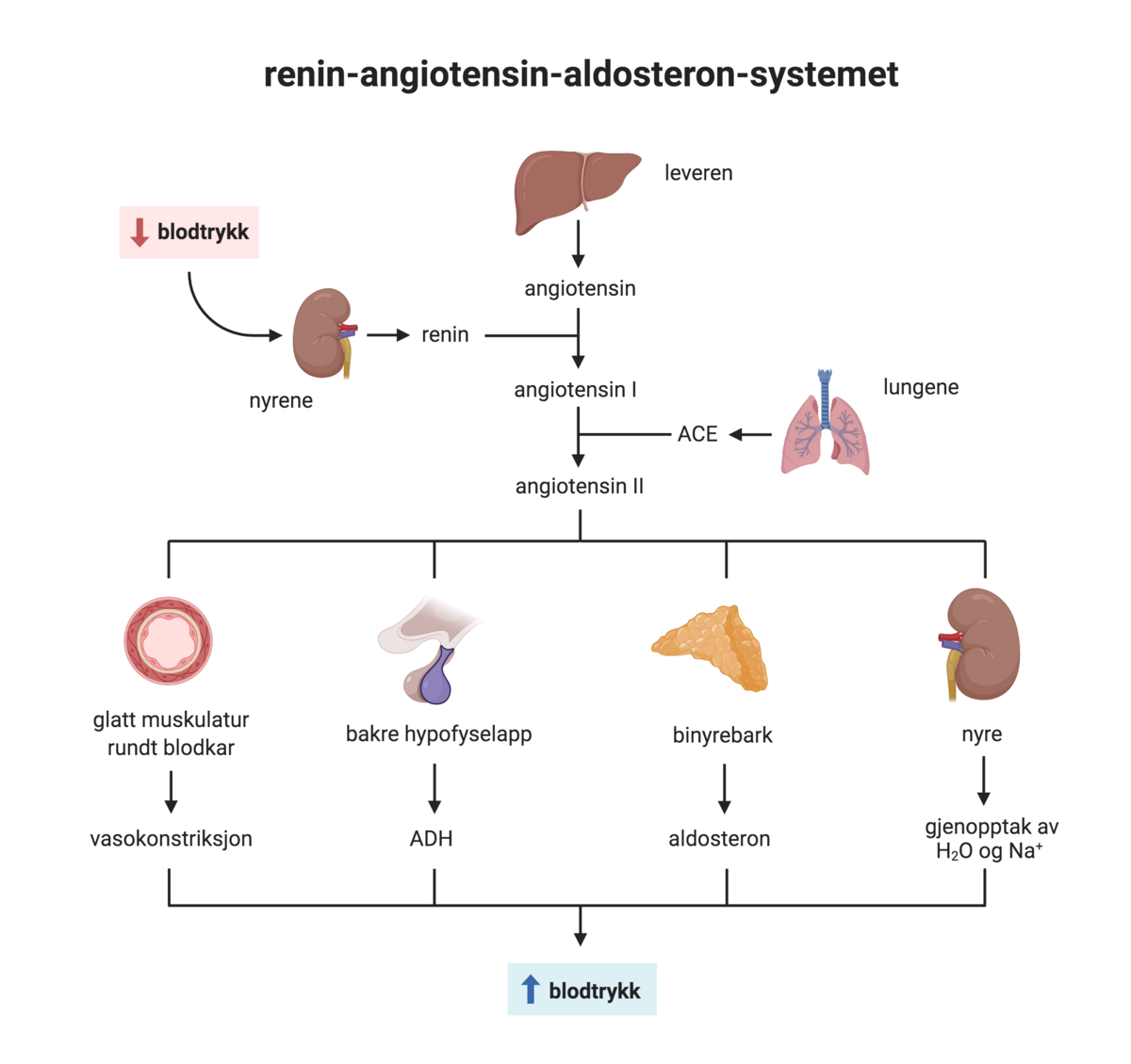 Renin-angiotensin-aldosteron-systemet