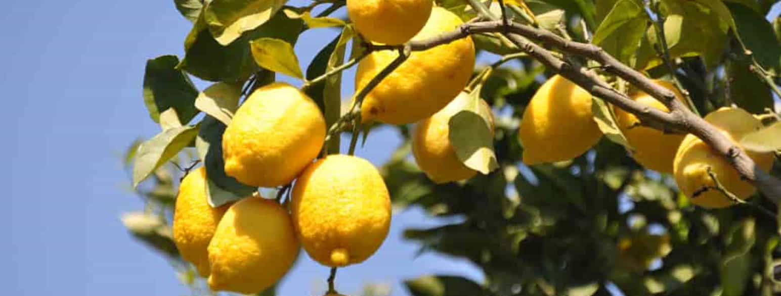 Noen syrer har fått navnet sitt etter frukten det ble funnet i. Sitronsyre har fått navn etter sitroner.