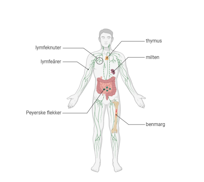 Figuren viser at thymus ligger i den øvre delen av brystkassa, og milten litt under brystvorten på venstre side i kroppen. Peyerske flekker ligger i tynntarmen og beinmarg er inni beina i skjelettet. 