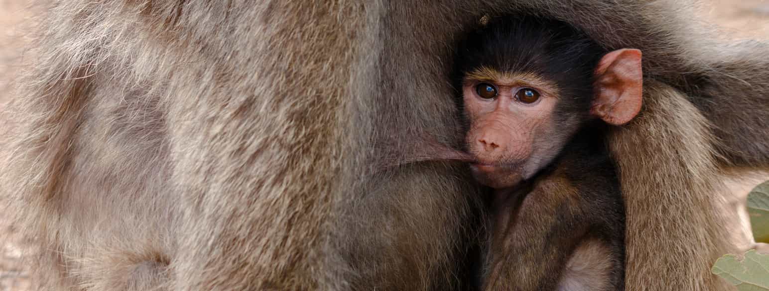 En ape sitter på fanget til moren sin og drikker melk fra puppen. 