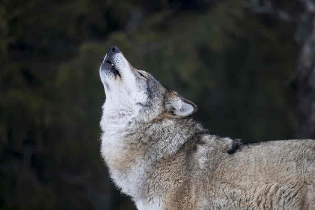 Foto av ulv som uler