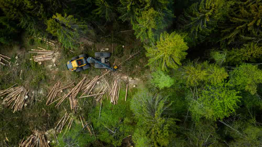 Foto av en maskin som hogger trær i skogen