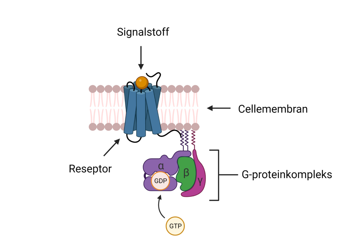 Struktur av G-proteinkoblet reseptor