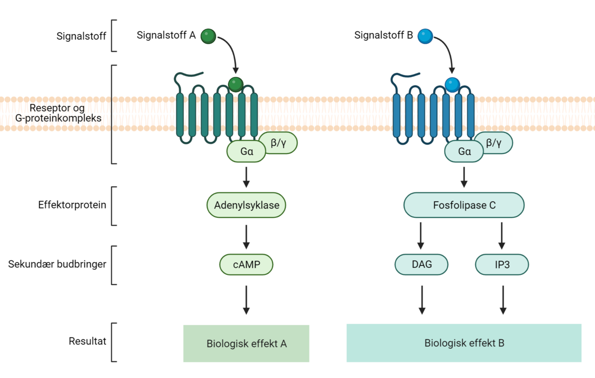 Ulike typer signalering gjennom G-proteinkoblet reseptor