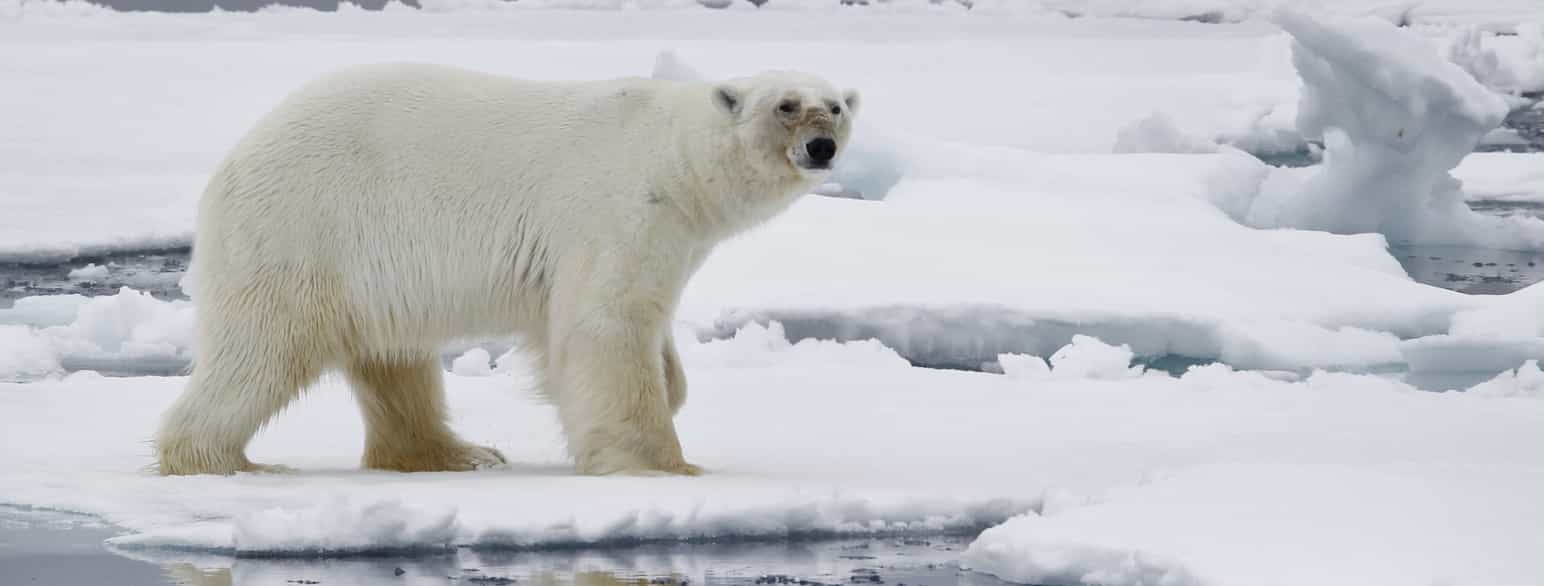 Isbjørnen lever heile livet sitt på isen på havet