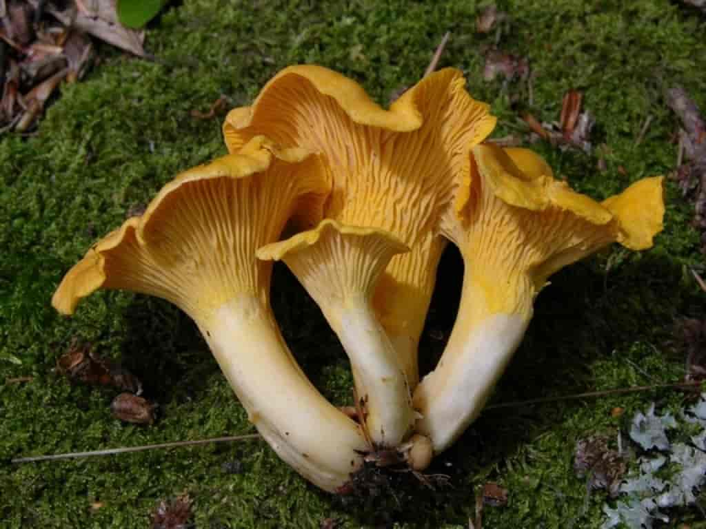 Виды гриба лисички. Лисичка бледная (Cantharellus "Pallens"). Лисичка обыкновенная гриб. Шляпочные грибы лисички. Лисичка обыкновенная съедобная.