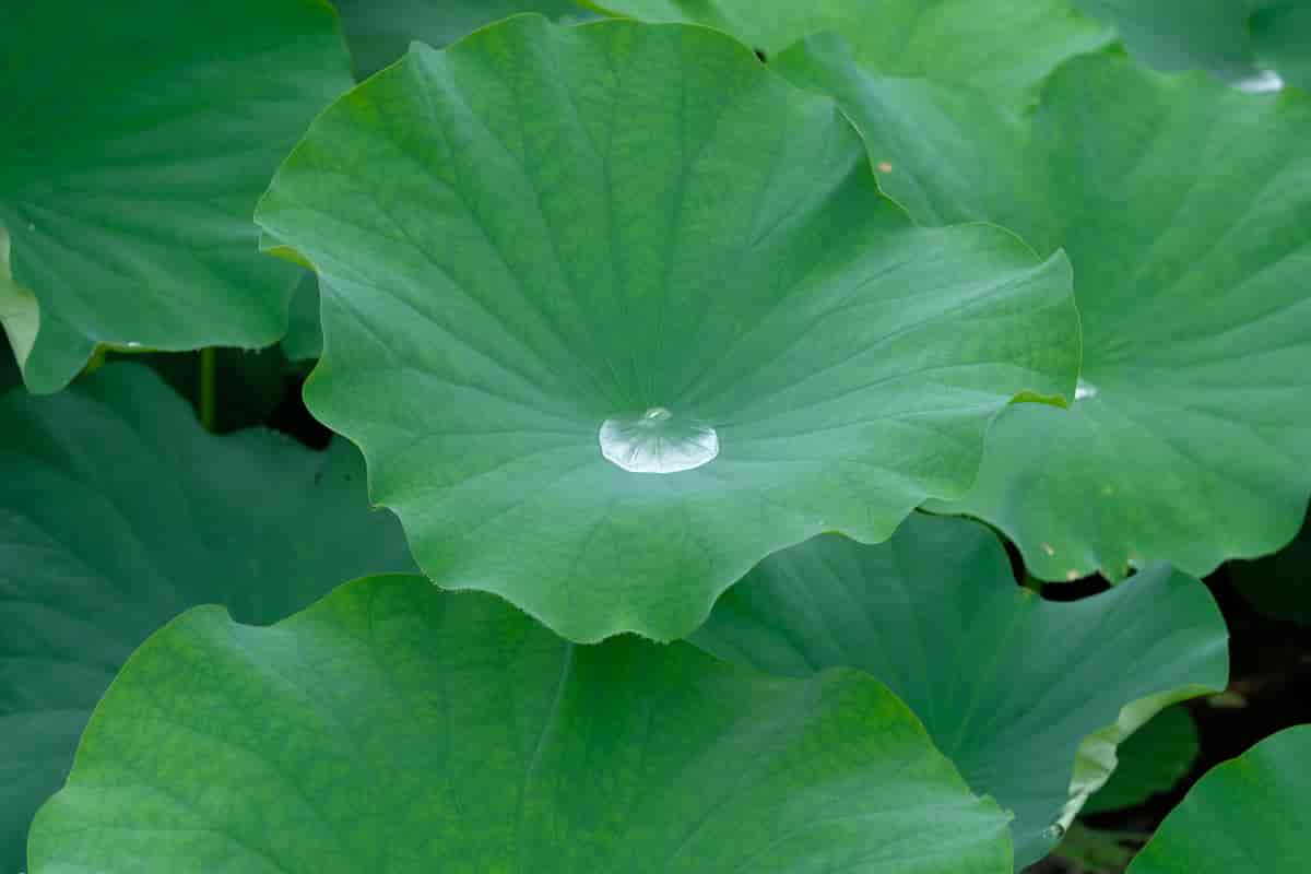 Lotuseffekt på lotusblad