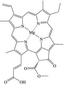 klorofyll c1