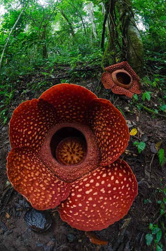 Rafflesia arnoldii blomst