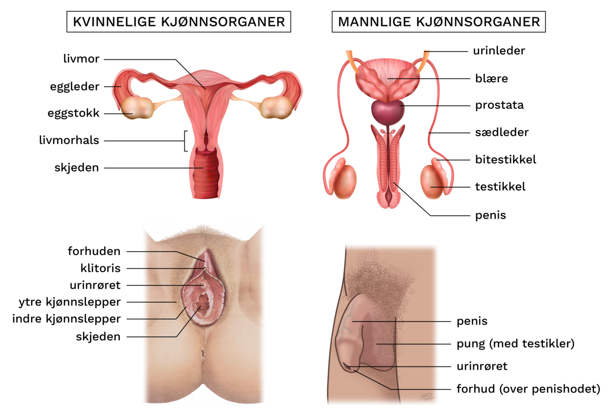 De indre kjønnsorganene hos kvinner består av skjeden, livmorhalsen, livmora, eggledere og eggstokkene. De indre kjønnsorganene hos menn består av penis, prostata, urinleder, sædledere, bitestikler og testikler. 