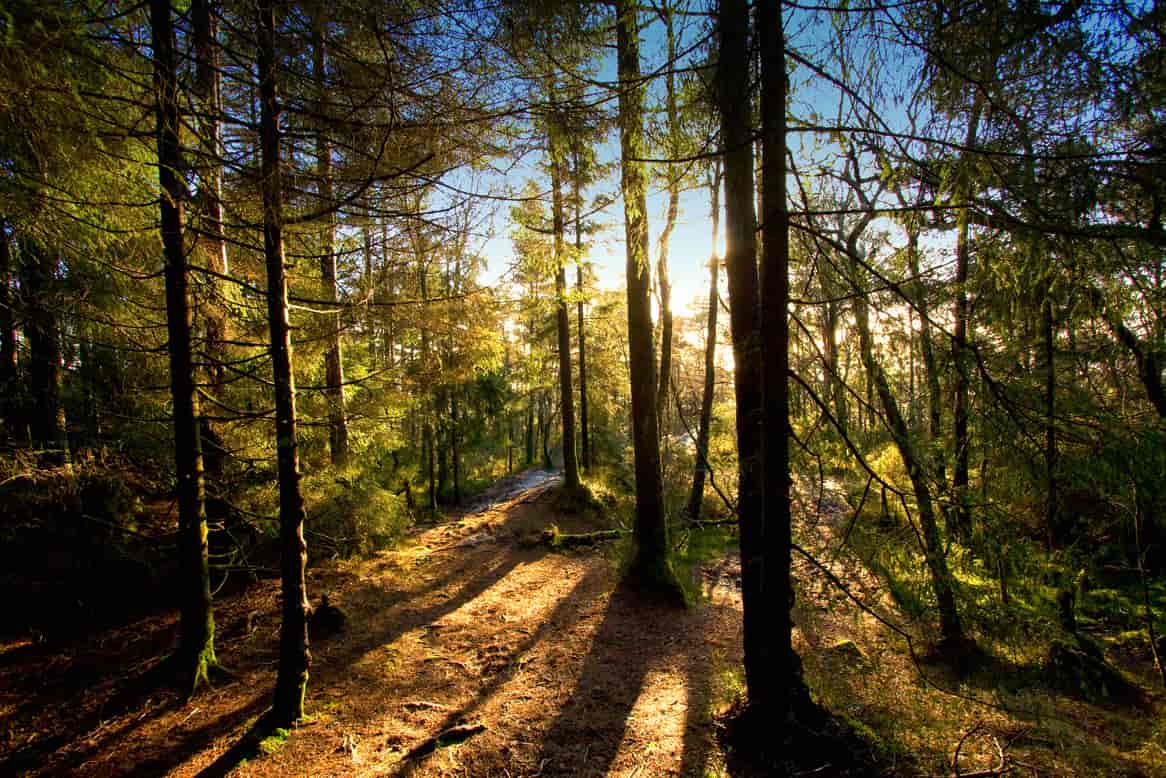 Bildet viser grantrær i en skog. Solen lyser såvidt mellom trærne og man skimter en blå himmel i bakgrunnen.