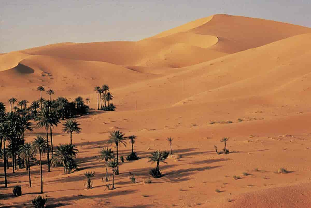 En gul ørken med hauger av sand. I forgrunnen står det en klynge med palmer.
