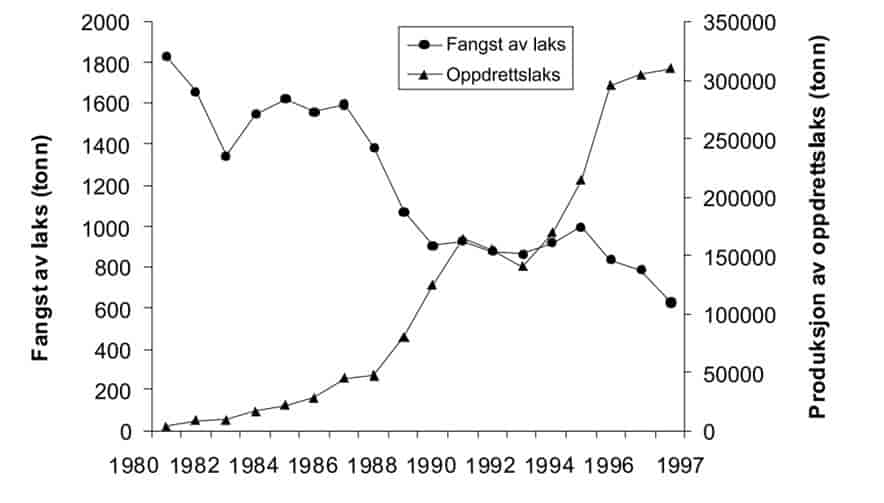 Villaks ift oppdrettslaks 1980-1997