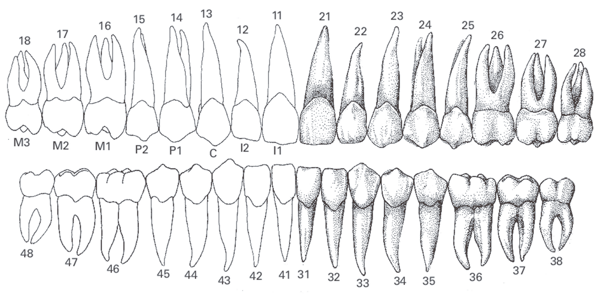 Illustrasjon som viser hvordan tennene er plassert i overkjeven og underkjeven. 