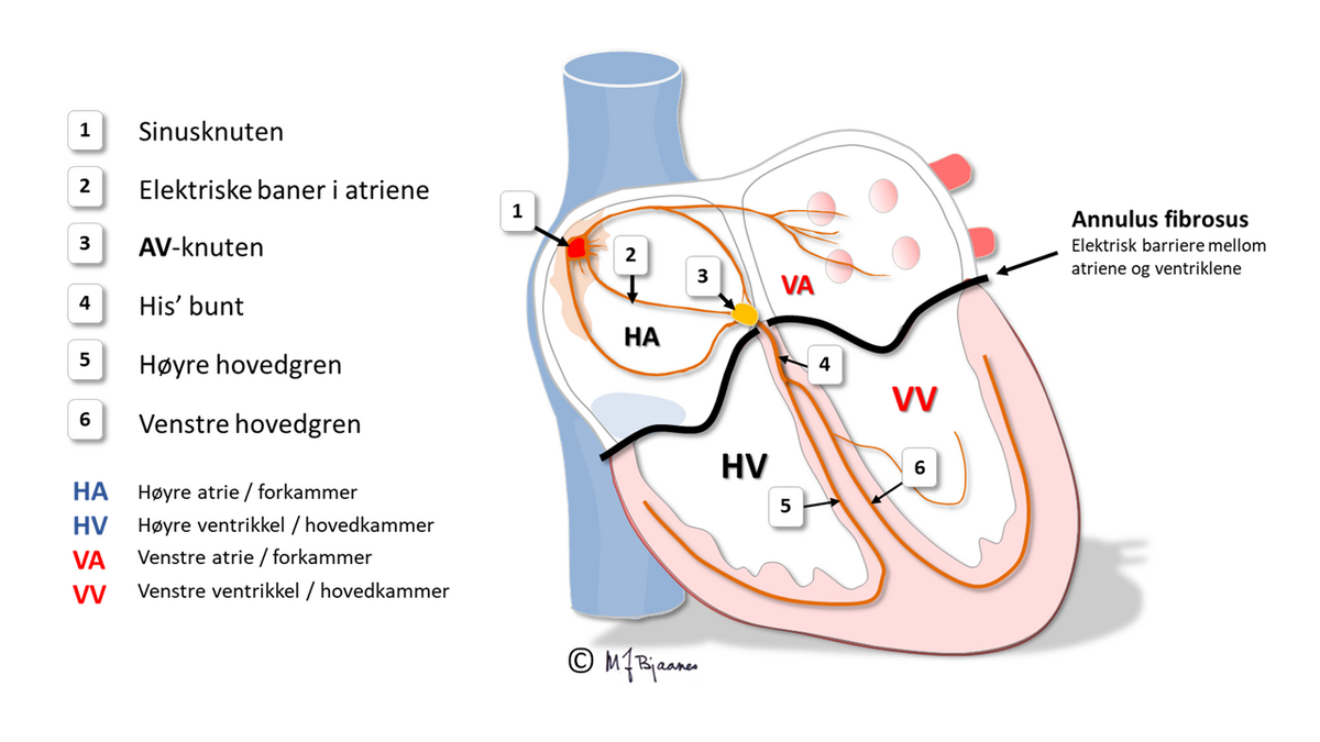 Hjertets ledningssystem