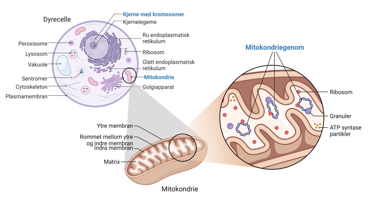 Mitokondriegenom