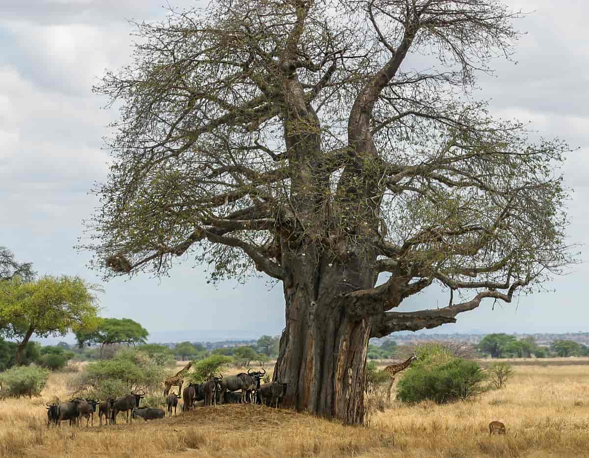Bilete av eit baobabtre med gnuar og sjiraffar rundt. Treet er omtrent 8 gongar så høgt som ein sjiraff.