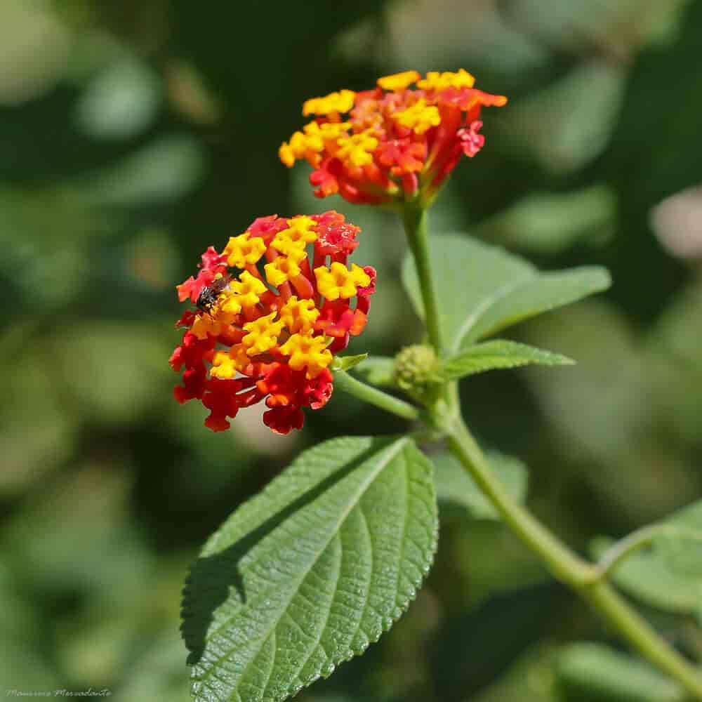 Vandreblomst (lantana camara) med gule og røde blomster.