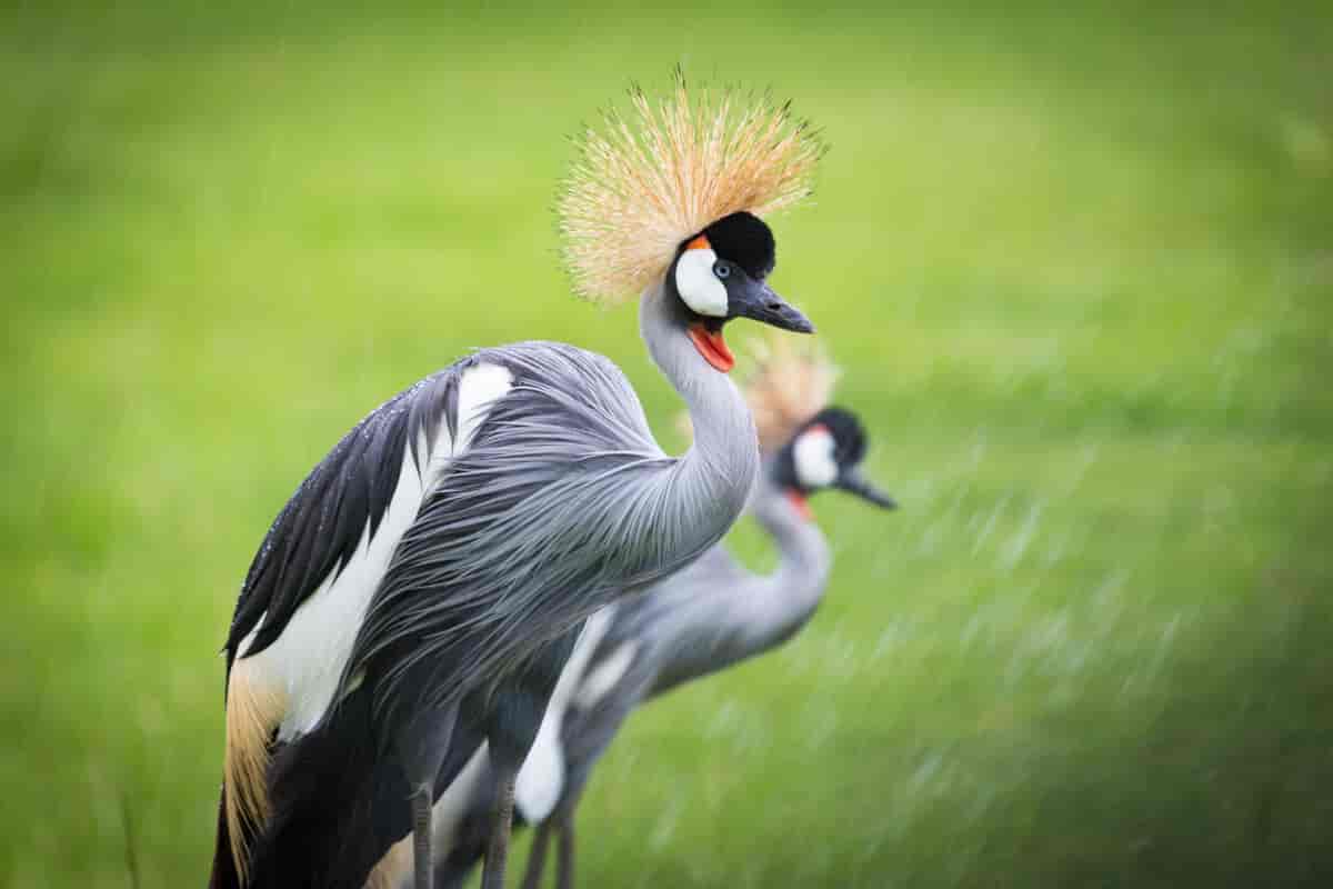 Fugl med hodepryd og grå, svarte og hvite fjær. Gress i bakgrunnen ute av fokus. foto