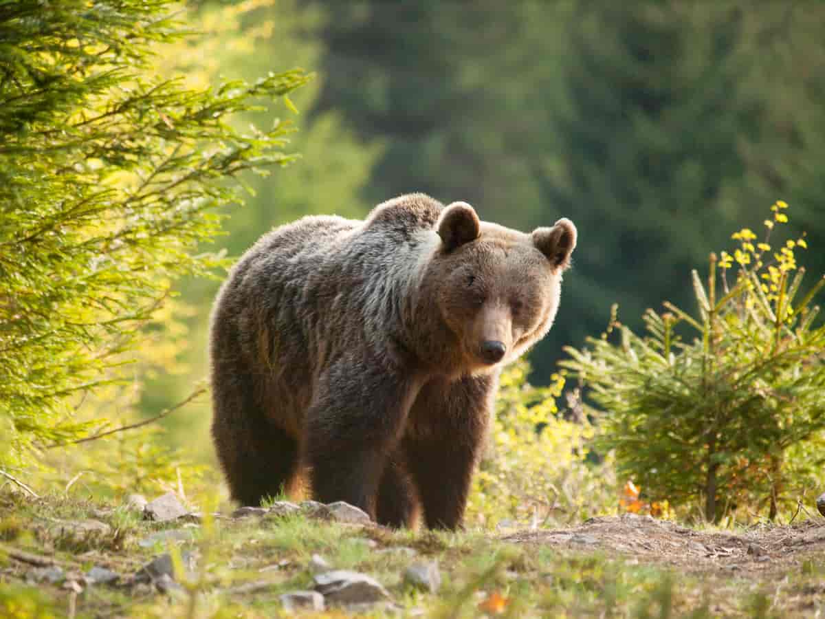 Brun bjørn ser mot kamera. Små grantrær på begge sider. Foto
